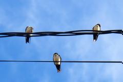 Τρία πουλάκια κάθονταν... Πως βγήκε;