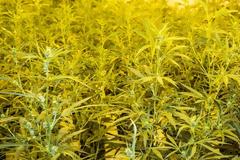 Βρετανία: Η κυβέρνηση λέει «όχι» στη νομιμοποίηση της κάνναβης