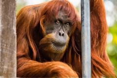 Πέθανε ο γηραιότερος ουρακοτάγκος της Σουμάτρα