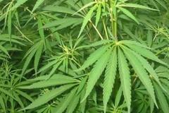 «Μίνι» χασισοφυτεία στο Ηράκλειο