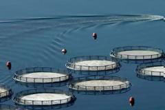 Όμιλος Andromeda: Ηγέτιδα εταιρεία ιχθυοκαλλιέργειας με την εξαγορά Σελόντα και Νηρέα