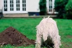 Γιατί σκάβουν οι σκύλοι;