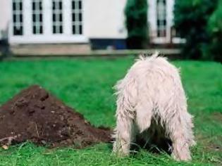 Φωτογραφία για Γιατί σκάβουν οι σκύλοι;