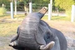 Ο λιχούδης ελέφαντας – Προτίμησε το φαγητό από την ελευθερία του
