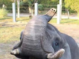 Φωτογραφία για Ο λιχούδης ελέφαντας – Προτίμησε το φαγητό από την ελευθερία του