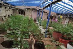 Κρήτη: Κακουργηματικές διώξεις για τις φυτείες κάνναβης