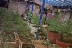 Κρήτη: Κακουργηματικές διώξεις για τους επαγγελματίες… χασισοκαλλιεργητές