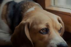 Τι συμβαίνει στο σκυλάκι σας όταν το αφήνετε μόνο;