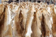 Καστοριά: Εξαρθρώθηκε σπείρα με διεθνή δράση που έκλεβε πανάκριβες γούνες