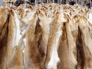 Φωτογραφία για Καστοριά: Εξαρθρώθηκε σπείρα με διεθνή δράση που έκλεβε πανάκριβες γούνες