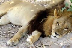 Πανικός στο Βέλγιο: Σκότωσαν λέαινα που διέφυγε από ζωολογικό κήπο