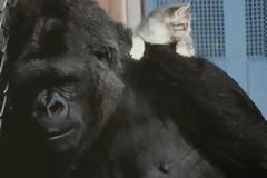 Πέθανε η διάσημη γοριλλίνα Κόκο – Δείτε τι την έκανε ξεχωριστή [video]