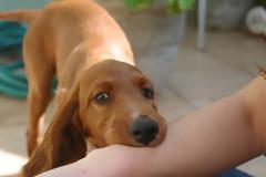 Τι να κάνετε αν ένας σκύλος δαγκώσει το παιδί [video]