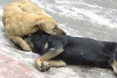 Ο δολοφόνος είναι γνωστός, αλλά κανείς δεν μιλάει;