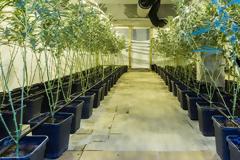 Ελεύθερη η καλλιέργεια κάνναβης και στα Πανεπιστήμια της χώρας