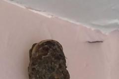 Τρομοκρατήθηκαν όταν είδαν αυτό το πράγμα στον τοίχο του υπνοδωματίου τους [photos]