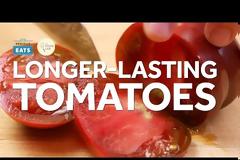 Θέλετε να μη χαλάνε οι ντομάτες σας; Η λύση; Το σελοτέιπ...
