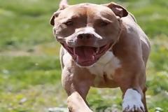 Πιτ μπουλ δάγκωσε στο πρόσωπο διανομέα φυλλαδίων