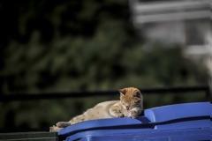 Καταδικάστηκε γιατί δεν βοήθησε γατάκια σε κάδο απορριμάτων