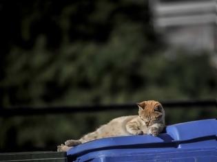 Φωτογραφία για Καταδικάστηκε γιατί δεν βοήθησε γατάκια σε κάδο απορριμάτων