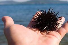 Πατήσατε αχινό; Τι πρέπει να κάνετε;