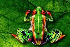 Βλέπεις έναν βάτραχο; Δες καλύτερα! [photo]