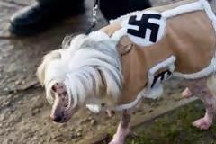 ΑΠΙΣΤΕΥΤΟ: Τι κάνανε οι ναζί στους σκύλους;
