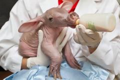 Aardvark: Ένα πολύ παράξενο ζώο [photos]
