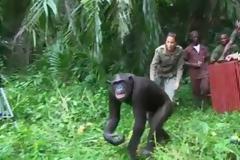 Η απίστευτη χειρονομία χιμπατζή στη γυναίκα που τον έσωσε [video]