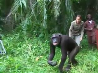Φωτογραφία για Η απίστευτη χειρονομία χιμπατζή στη γυναίκα που τον έσωσε [video]