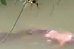 Απίστευτο βίντεο: Κροκόδειλος επιστρέφει τη σορό άνδρα μετά απο...