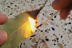 Μεγάλη προσοχή: Κάψτε αμέσως ένα φύλλο δάφνης στο σπίτι σας! Ο λόγος θα σας τρελάνει τελείως…