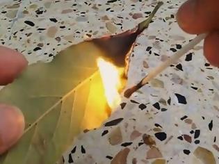 Φωτογραφία για Μεγάλη προσοχή: Κάψτε αμέσως ένα φύλλο δάφνης στο σπίτι σας! Ο λόγος θα σας τρελάνει τελείως…