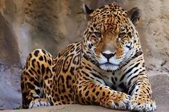 Aυτά είναι τα 19 ζώα που σκοτώνουν τους περισσότερους ανθρώπους κάθε χρόνο. Το νούμερο 1 σοκάρει ! [Photos]