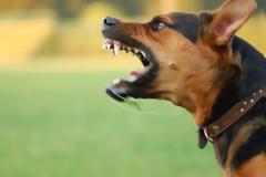 Μεσολόγγι: Δικογραφία σε βάρος 63χρονης γιατί ο σκύλος της δάγκωσε 19χρονη