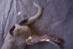 Χανιά: Έσφαξε το σκυλί του με κουζινομάχαιρο και δεν εμφανίστηκε στο Δικαστήριο γιατί… πέθανε