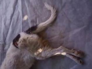 Φωτογραφία για Χανιά: Έσφαξε το σκυλί του με κουζινομάχαιρο και δεν εμφανίστηκε στο Δικαστήριο γιατί… πέθανε