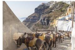 Γαϊδουράκια της Σαντορίνης: Υπάρχει τρόπος να απαιτήσεις να μπει τέλος στην εκμετάλλευσή τους