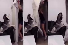 What the fluff! Η ξεκαρδιστική δοκιμασία που κάνει τα σκυλιά να… τα χάνουν! [video]