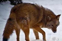 Τα περίεργα της φύσης: Αυτές είναι οι διασταυρώσεις που έχουν δημιουργήσει νέα είδη!