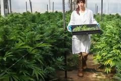 Ας τελειώνει το εγκληματικό παραμύθι για την καλή κάνναβη!