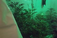 Αιγάλεω: Συνελήφθησαν δύο άτομα που είχαν φτιάξει εργαστήρια κάνναβης σε οικίες