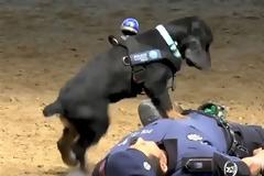 Αστυνομικός σκύλος κάνει ανάνηψη σε αξιωματικό (video)