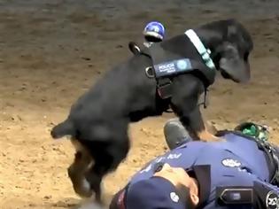 Φωτογραφία για Αστυνομικός σκύλος κάνει ανάνηψη σε αξιωματικό (video)