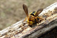 Κορωπί: Υπάλληλος της καθαριότητας πέθανε από τσίμπημα σφήκας εν ώρα εργασίας