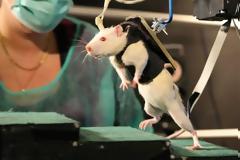 Την παράλυση σε ποντίκια θεράπευσαν επιστήμονες!