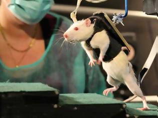Φωτογραφία για Την παράλυση σε ποντίκια θεράπευσαν επιστήμονες!