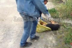 Φθιώτιδα: Δήμαρχος διώκεται γιατί φέρεται να έριξε φόλες σε αδέσποτα