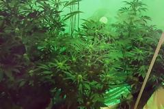 Αιγάλεω: Χειροπέδες σε δύο άτομα για καλλιέργεια κάνναβης (φωτο & βίντεο)