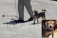 Δεν ξανάγινε! Σκύλος - καβοδέτης αφήνει άφωνους τους τουρίστες στο λιμάνι της Μυκόνου! [video]